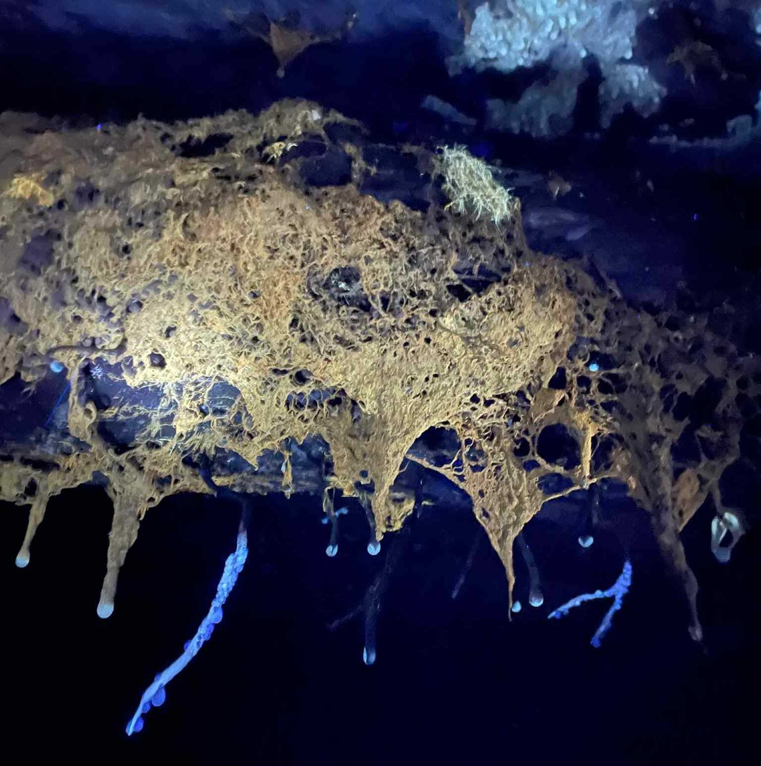 Nataša Harisch - raziskovalka UV doživetij